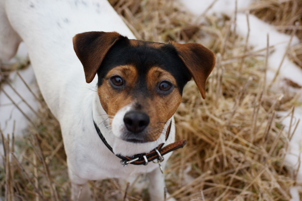 180107 Lindemark Hundepensjonat 0011