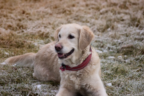 Rutiner Lindemark hundepensjonat